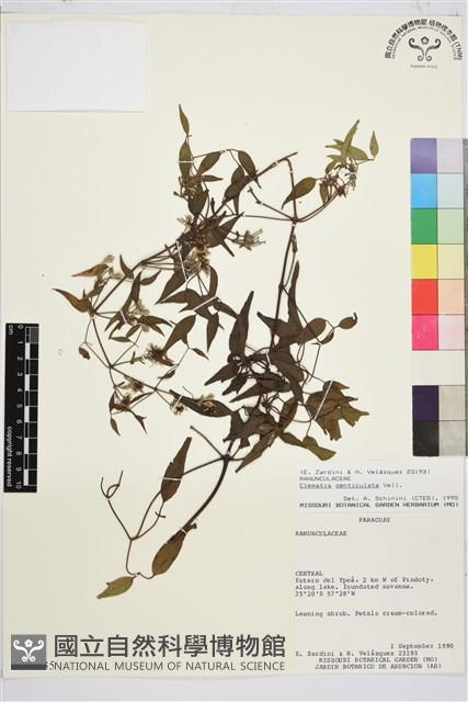 登錄號:S100935藏品圖，第1張