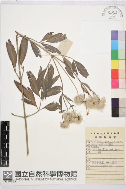 棉團鐵線蓮藏品圖，第1張