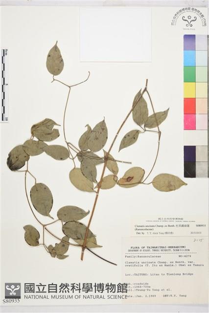 柱果鐵線蓮藏品圖，第1張