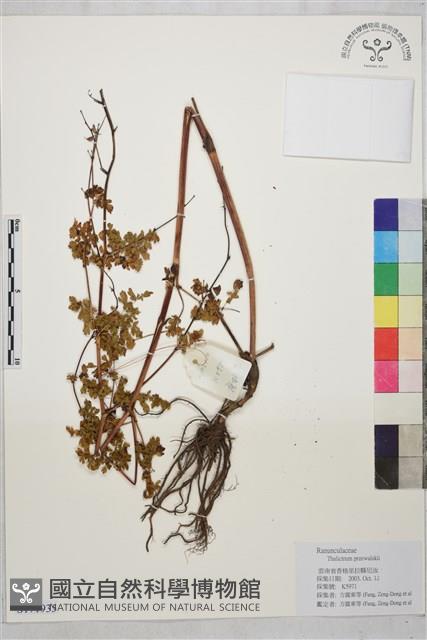 長柄唐松草、擬散花唐松草藏品圖，第1張