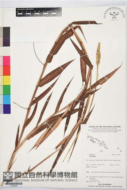 登錄號:S195935藏品圖，第1張