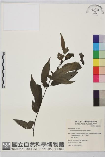 桶鉤藤藏品圖，第1張