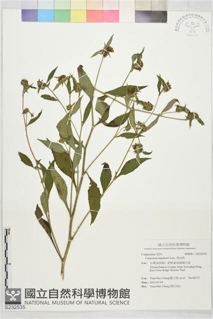 黃金珠藏品圖，第1張