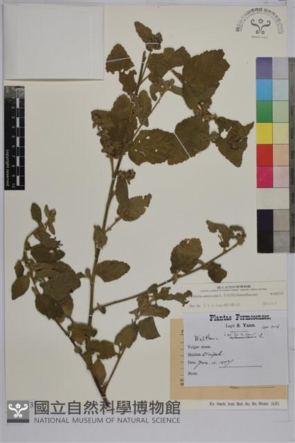 草梧桐藏品圖，第1張