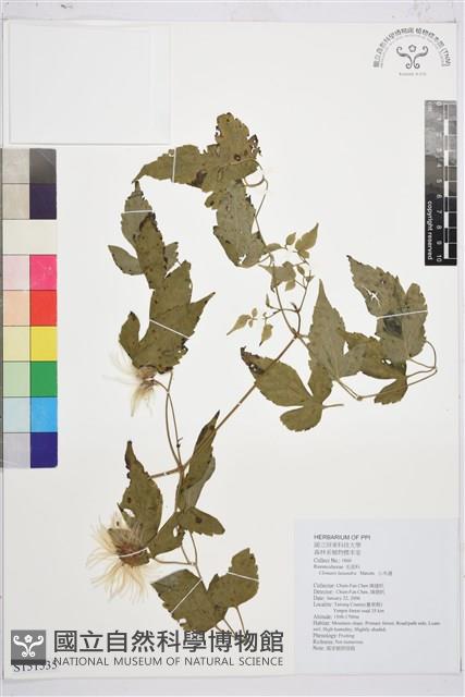 小木通藏品圖，第1張