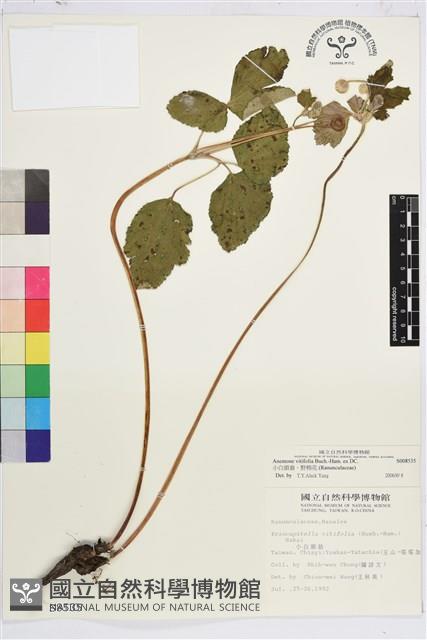 小白頭翁、野棉花藏品圖，第1張