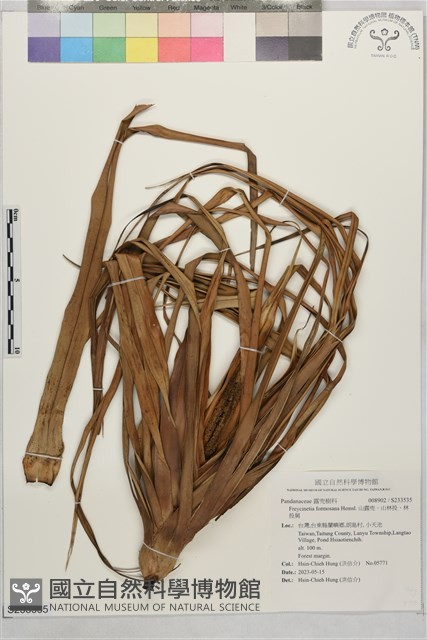 山露兜、山林投、林投舅藏品圖，第1張