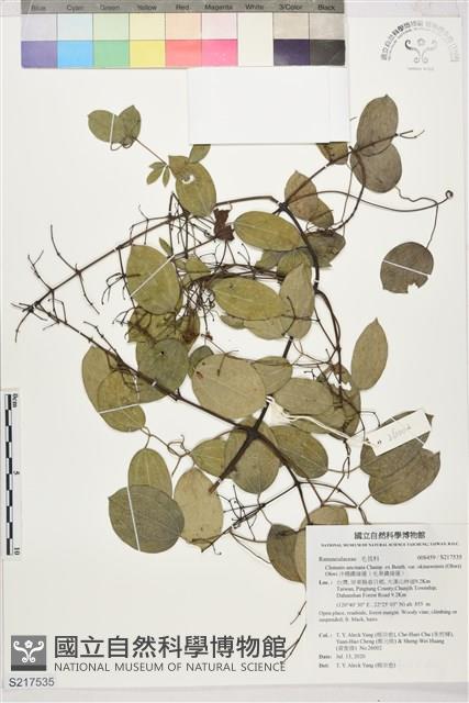 沖繩鐵線蓮（毛果鐵線蓮）藏品圖，第1張