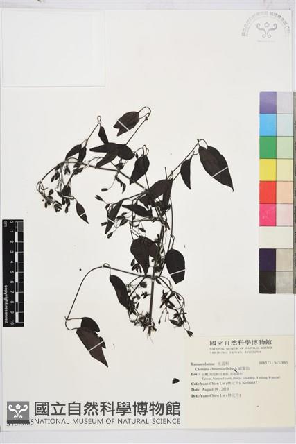 威靈仙藏品圖，第1張