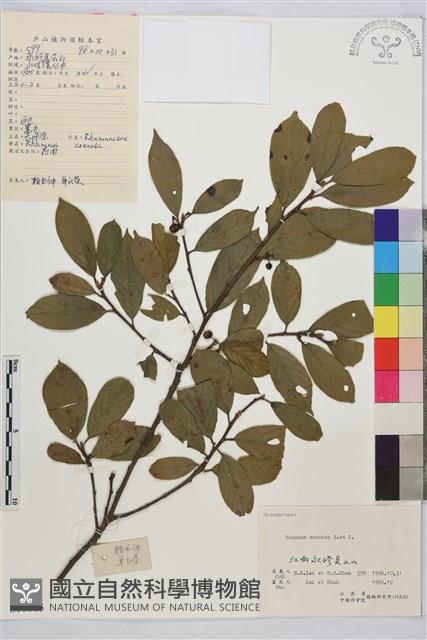 鈍齒鼠李藏品圖，第2張