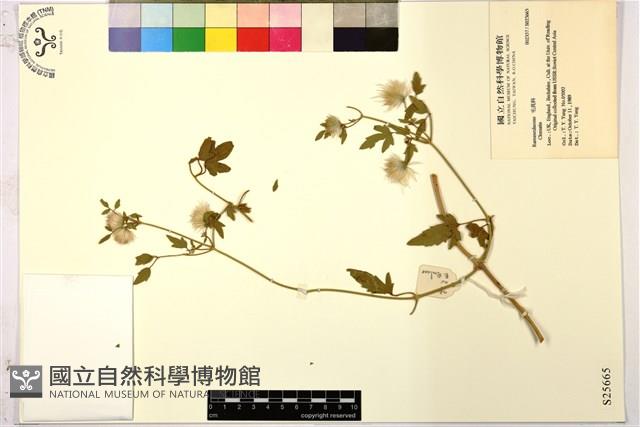 登錄號:S025665藏品圖，第1張