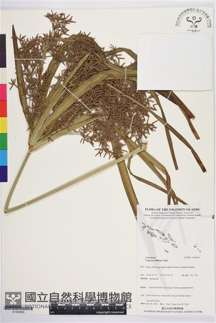 多脈莎草藏品圖，第1張