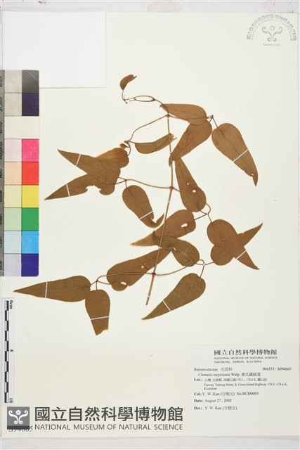 麥氏鐵線蓮藏品圖，第2張