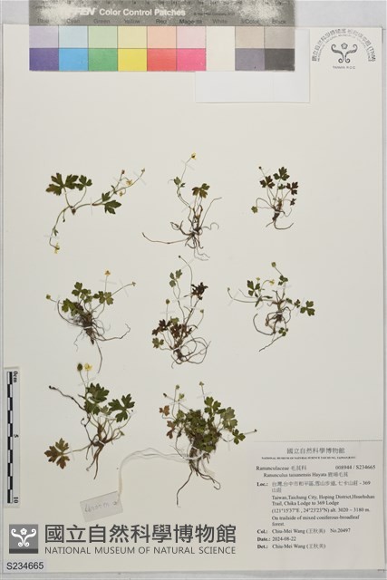 鹿場毛茛藏品圖，第1張