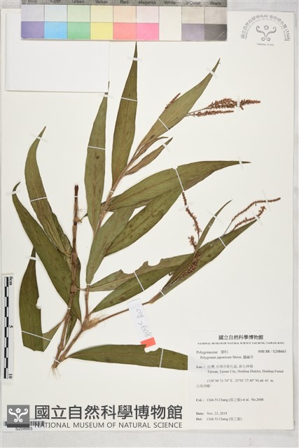 蠶繭草藏品圖，第1張