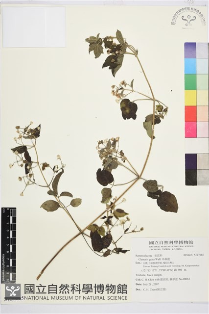 串鼻龍藏品圖，第1張