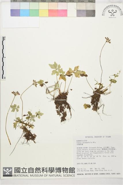 五葉黃連藏品圖，第1張