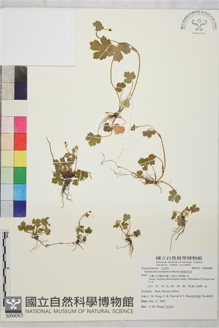 鹿場毛茛藏品圖，第1張