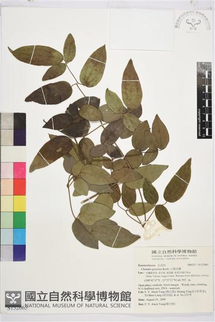 小蓑衣藤藏品圖，第1張