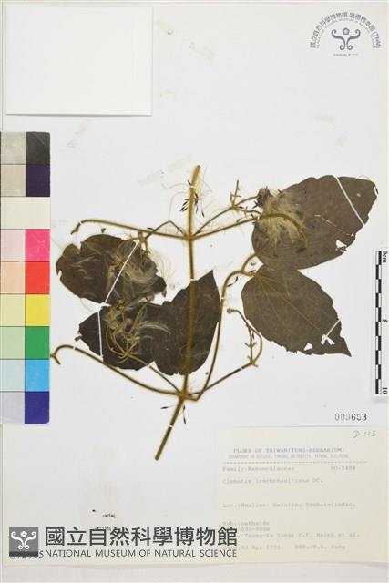 銹毛鐵線蓮藏品圖，第1張