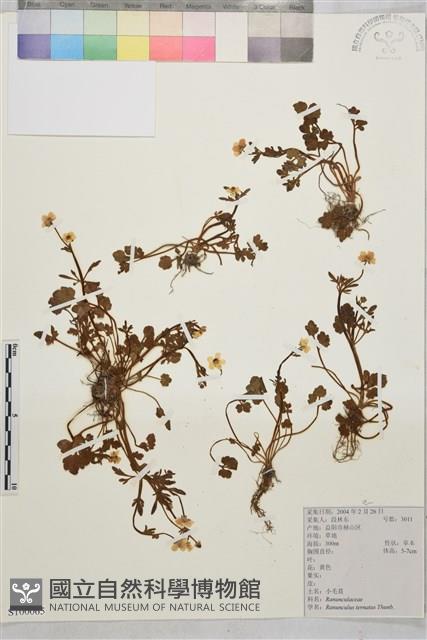 小毛茛藏品圖，第1張