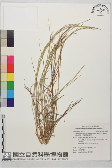 假蛇尾草、孔穎假蛇尾草藏品圖，第1張
