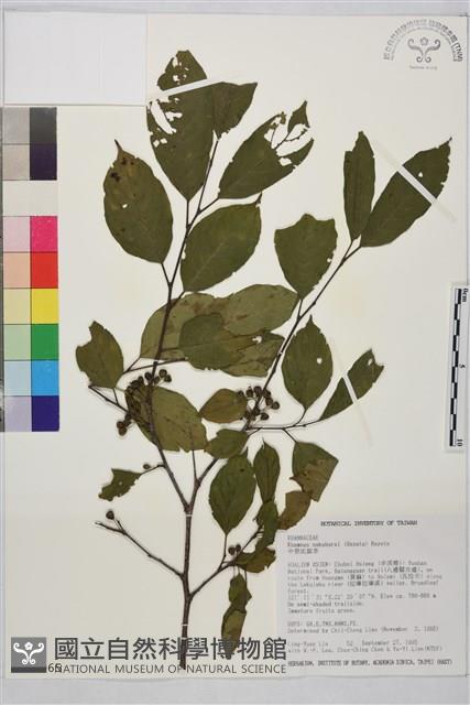 中原氏鼠李藏品圖，第2張