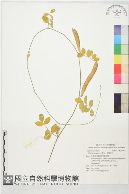 蝶豆、蝴蝶花豆藏品圖，第1張