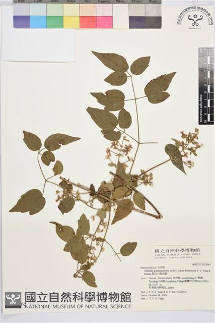 梨山小蓑衣藤藏品圖，第2張