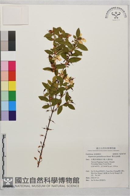 雙花金絲桃藏品圖，第1張