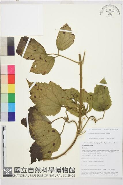 毛茛葉鐵線蓮藏品圖，第1張