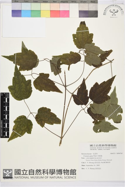 串鼻龍藏品圖，第1張