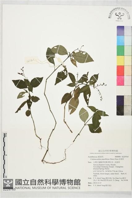 針刺草藏品圖，第1張