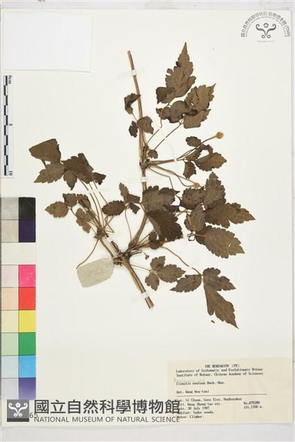 繡球藤藏品圖，第1張