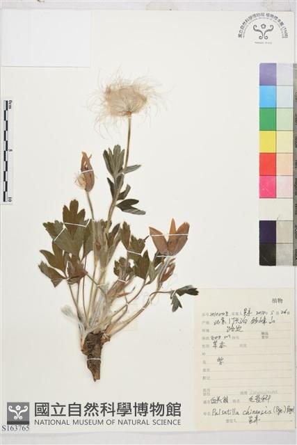 白頭翁藏品圖，第1張