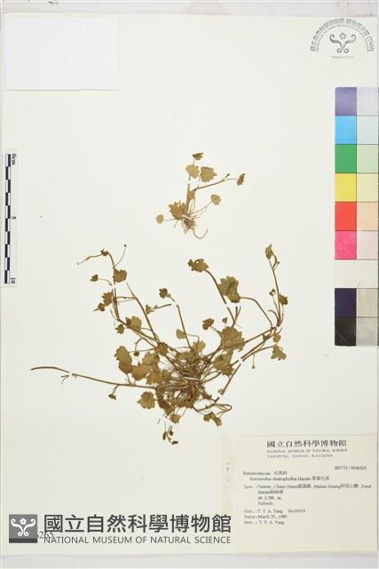 掌葉毛茛藏品圖，第1張