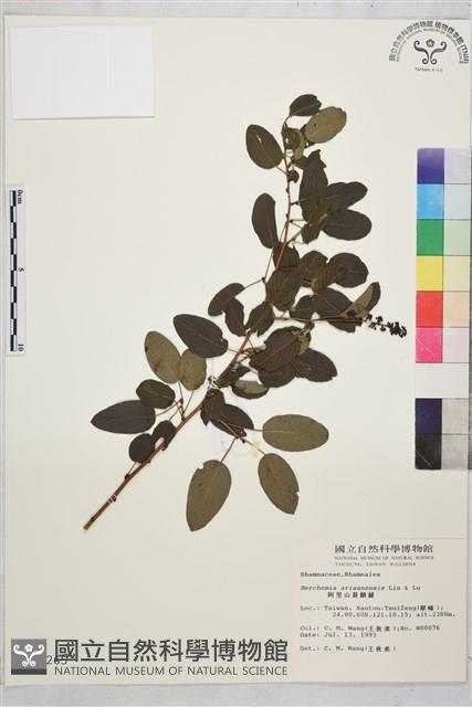 阿里山黃鱔藤藏品圖，第1張