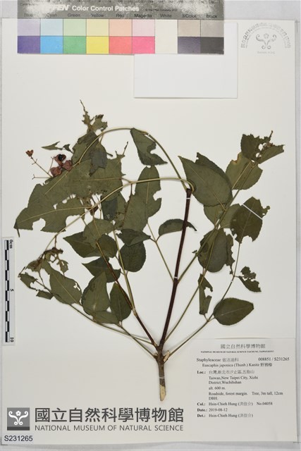 野鴉椿藏品圖，第1張