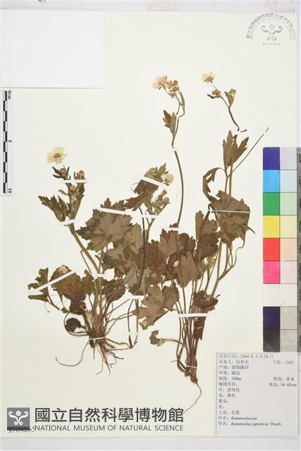 毛茛藏品圖，第1張