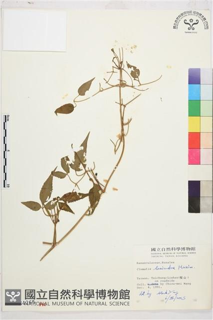 小木通藏品圖，第1張