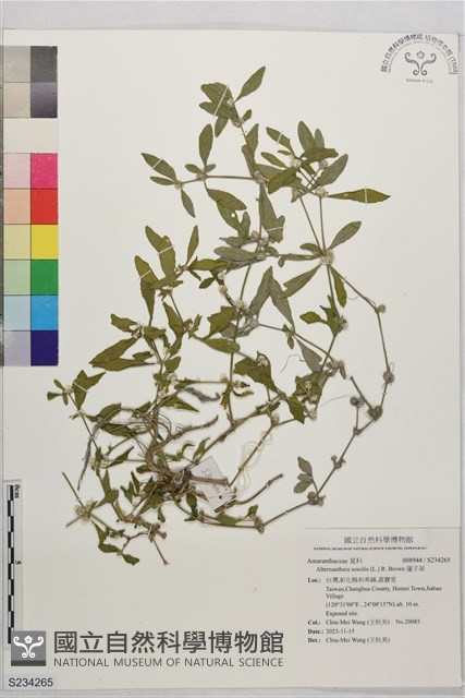 蓮子草藏品圖，第1張
