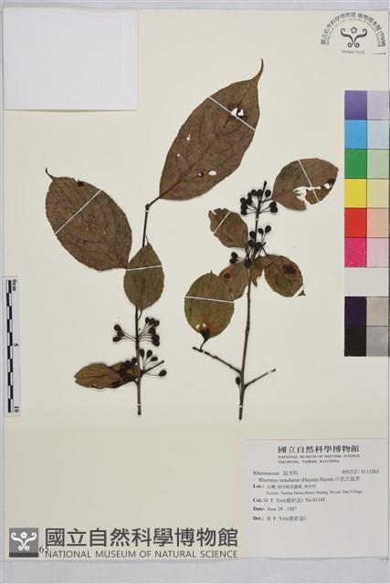 中原氏鼠李藏品圖，第1張