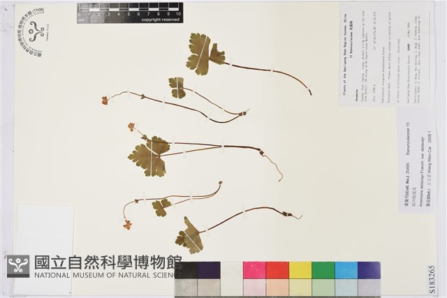 滇川銀蓮花藏品圖，第1張