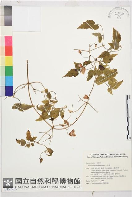 小木通藏品圖，第1張