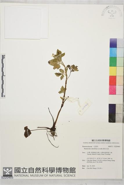 鉤柱毛茛藏品圖，第1張