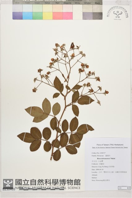 小金櫻、太魯閣薔薇藏品圖，第1張