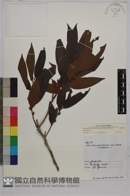 軟毛柿藏品圖，第1張