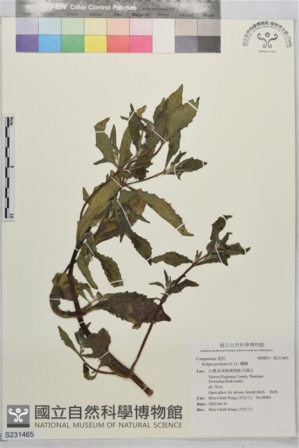 鱧腸藏品圖，第1張