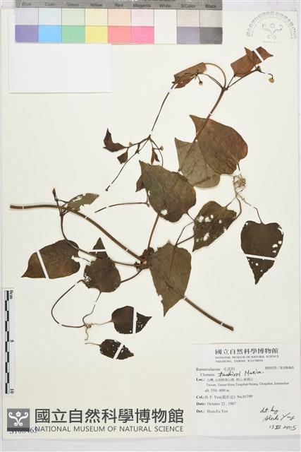 田代氏鐵線蓮藏品圖，第1張