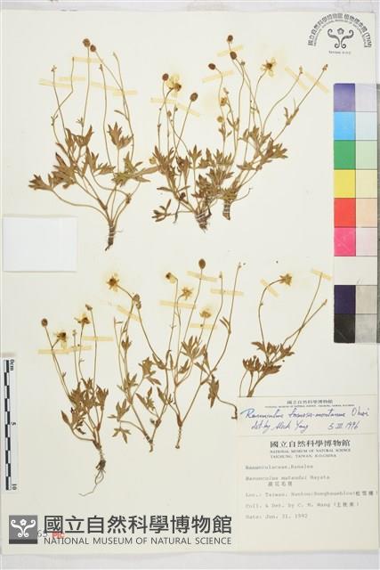 蓬萊毛茛藏品圖，第1張